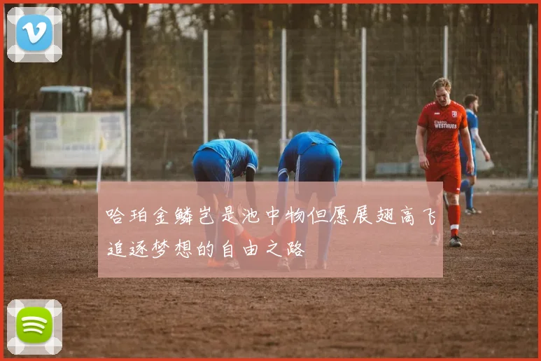 哈珀金鳞岂是池中物但愿展翅高飞追逐梦想的自由之路